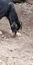 HARDY, Hund, Mischlingshund in Rumänien - Bild 7