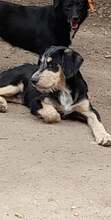 HARDY, Hund, Mischlingshund in Rumänien - Bild 8