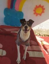 BUDDY, Hund, Bodeguero Andaluz in Spanien - Bild 5