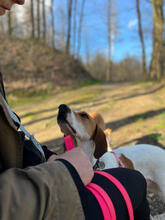 HELGE, Hund, Mischlingshund in Solingen - Bild 3