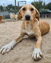 HAYLEY, Hund, Mischlingshund in Portugal - Bild 1