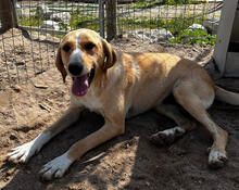HAYLEY, Hund, Mischlingshund in Portugal - Bild 2