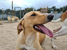 HAYLEY, Hund, Mischlingshund in Portugal - Bild 4