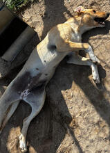 HAYLEY, Hund, Mischlingshund in Portugal - Bild 5