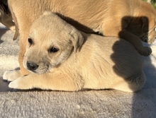 THERA, Hund, Mischlingshund in Griechenland - Bild 10