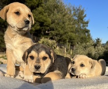 THERA, Hund, Mischlingshund in Griechenland - Bild 12