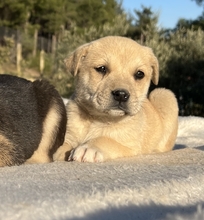 THERA, Hund, Mischlingshund in Griechenland - Bild 13