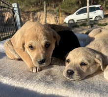 THERA, Hund, Mischlingshund in Griechenland - Bild 2