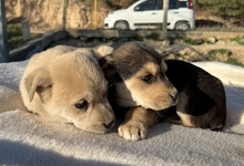 THERA, Hund, Mischlingshund in Griechenland - Bild 3