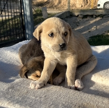 THERA, Hund, Mischlingshund in Griechenland - Bild 7