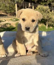 THERA, Hund, Mischlingshund in Griechenland - Bild 9