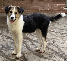 LAURA, Hund, Mischlingshund in Griechenland - Bild 11