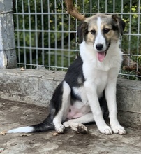 LAURA, Hund, Mischlingshund in Griechenland - Bild 14