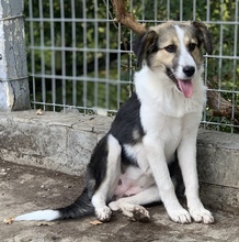 LAURA, Hund, Mischlingshund in Griechenland - Bild 15