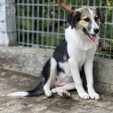 LAURA, Hund, Mischlingshund in Griechenland - Bild 16