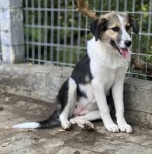 LAURA, Hund, Mischlingshund in Griechenland - Bild 17