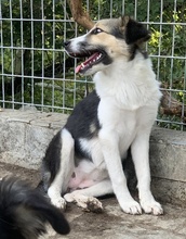 LAURA, Hund, Mischlingshund in Griechenland - Bild 18