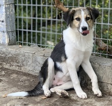 LAURA, Hund, Mischlingshund in Griechenland - Bild 19