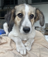 LAURA, Hund, Mischlingshund in Griechenland - Bild 2