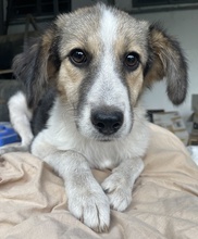 LAURA, Hund, Mischlingshund in Griechenland - Bild 27