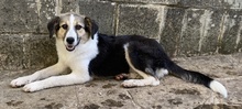 LAURA, Hund, Mischlingshund in Griechenland - Bild 5