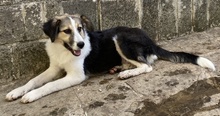 LAURA, Hund, Mischlingshund in Griechenland - Bild 7