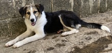 LAURA, Hund, Mischlingshund in Griechenland - Bild 8