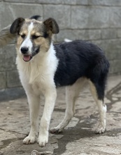 LAURA, Hund, Mischlingshund in Griechenland - Bild 9