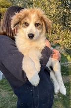 NAJAA, Hund, Mischlingshund in Griechenland - Bild 7