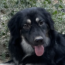JAYDANA, Hund, Mischlingshund in Griechenland - Bild 1