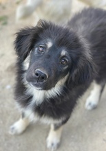 JAYDANA, Hund, Mischlingshund in Griechenland - Bild 15