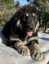 JAYDANA, Hund, Mischlingshund in Griechenland - Bild 16