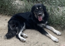 JAYDANA, Hund, Mischlingshund in Griechenland - Bild 4