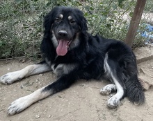 JAYDANA, Hund, Mischlingshund in Griechenland - Bild 6