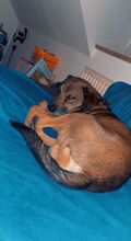 ROCKY, Hund, Mischlingshund in Straubing - Bild 1