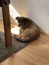 ROCKY, Hund, Mischlingshund in Straubing - Bild 2