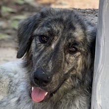 TANI, Hund, Mischlingshund in Griechenland - Bild 1