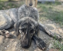 TANI, Hund, Mischlingshund in Griechenland - Bild 11