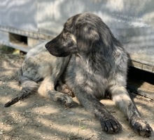 TANI, Hund, Mischlingshund in Griechenland - Bild 12