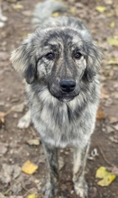 TANI, Hund, Mischlingshund in Griechenland - Bild 15