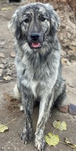 TANI, Hund, Mischlingshund in Griechenland - Bild 18
