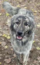 TANI, Hund, Mischlingshund in Griechenland - Bild 20