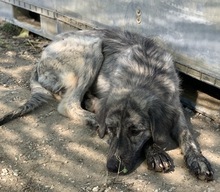 TANI, Hund, Mischlingshund in Griechenland - Bild 3