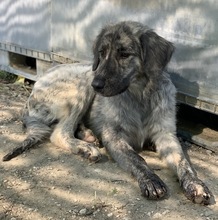 TANI, Hund, Mischlingshund in Griechenland - Bild 4