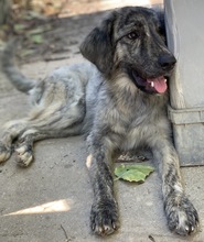 TANI, Hund, Mischlingshund in Griechenland - Bild 5