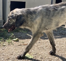 TANI, Hund, Mischlingshund in Griechenland - Bild 7