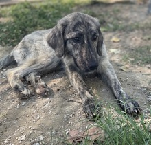 TANI, Hund, Mischlingshund in Griechenland - Bild 8