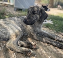 TANI, Hund, Mischlingshund in Griechenland - Bild 9