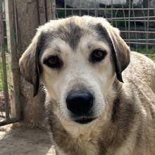 NAIME, Hund, Mischlingshund in Griechenland - Bild 1