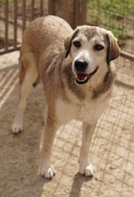 NAIME, Hund, Mischlingshund in Griechenland - Bild 3